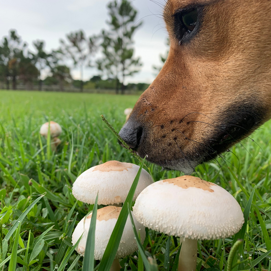 Food Facts: Can Dogs Eat Mushrooms?