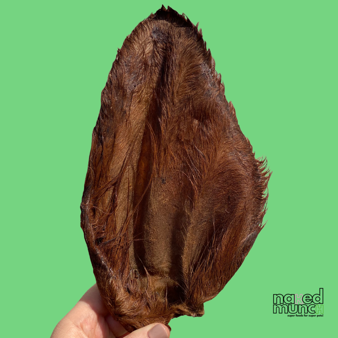 Large brown beef ear dog chew with hair on